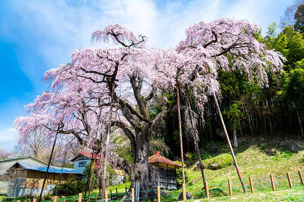 🌸 수명 연장 지장보살(엔메이 지조손) / 붉은 수양 지장 벚나무(베니시다레 지조자쿠라) 이미지 11